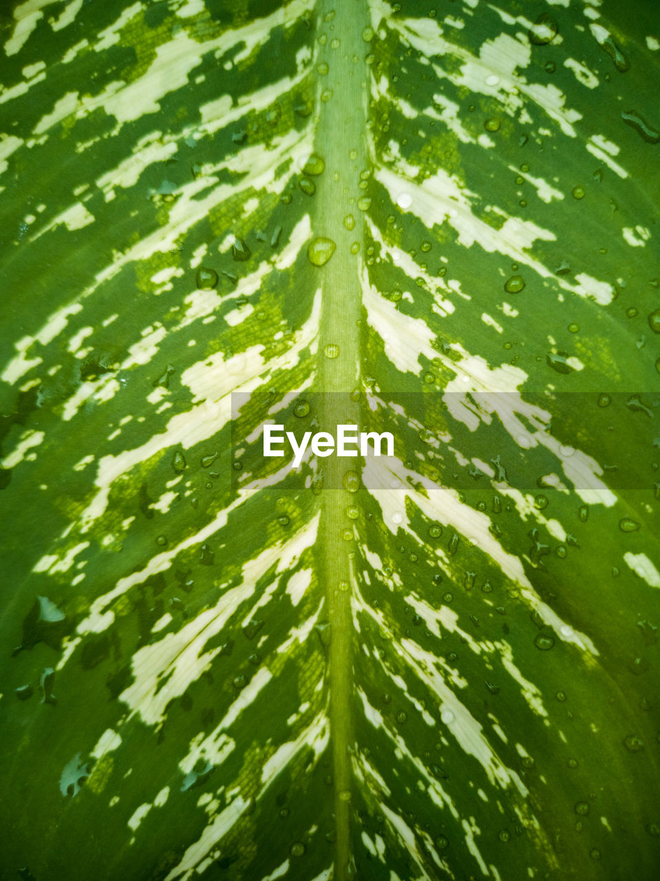 FULL FRAME SHOT OF WET PLANT LEAVES