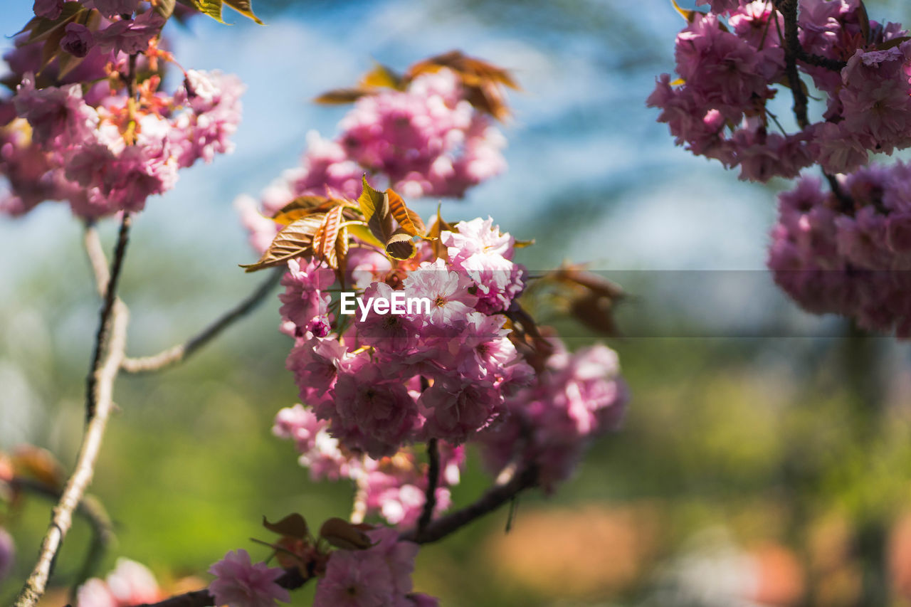 Close-up of pink cherry blossoms