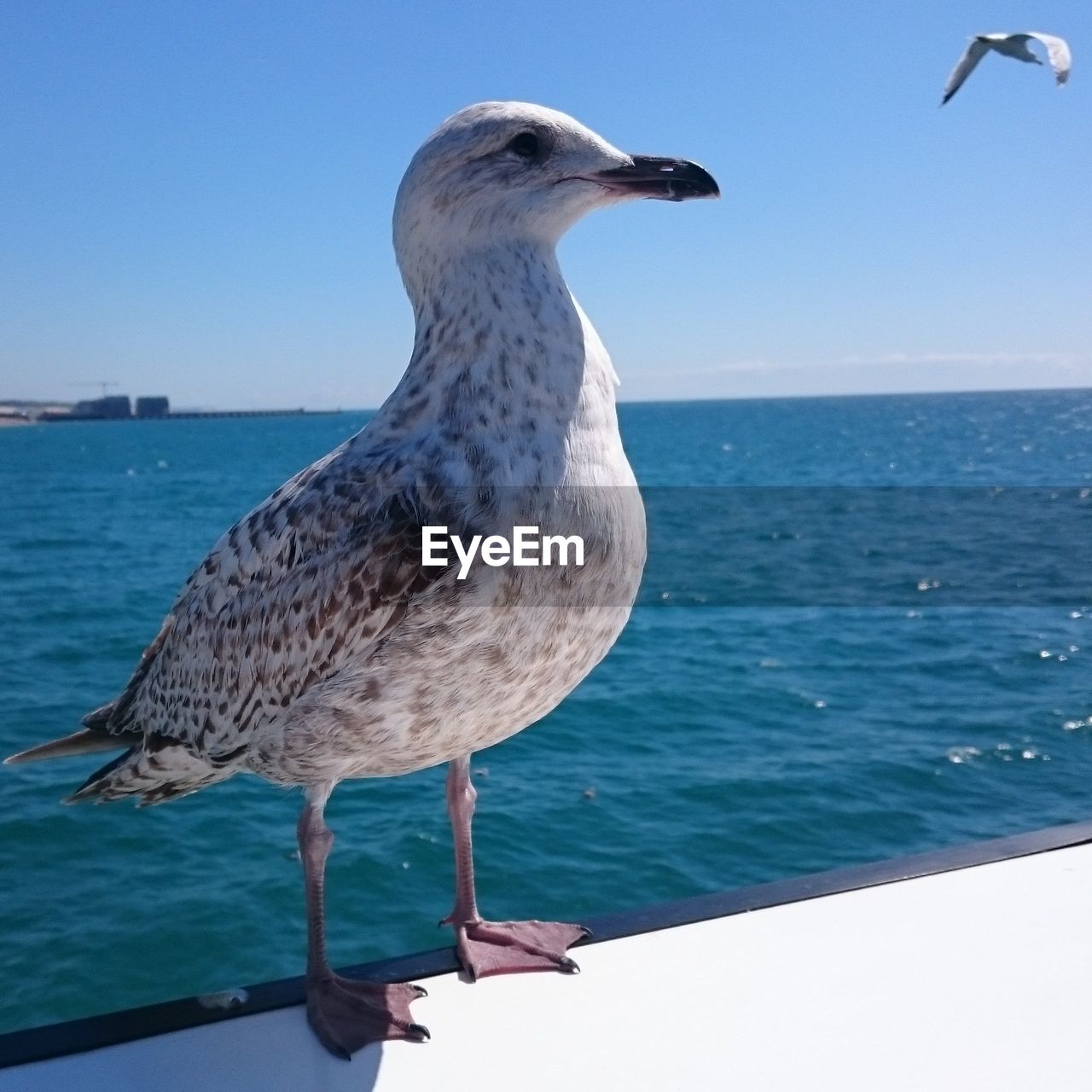 Seagull perching on pier over sea against sky