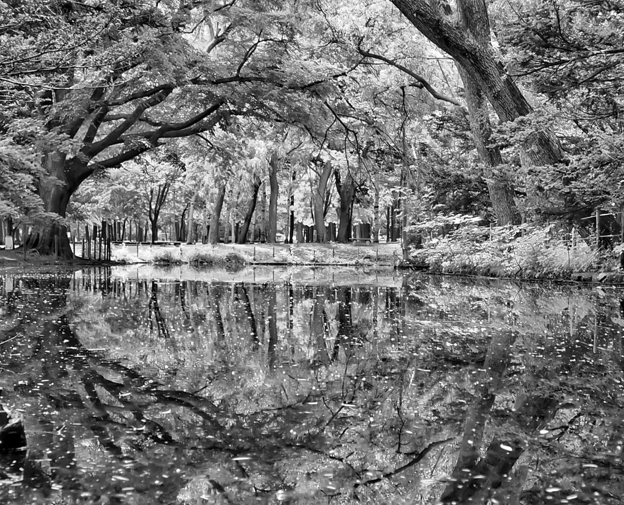 Reflection of forest trees in river water