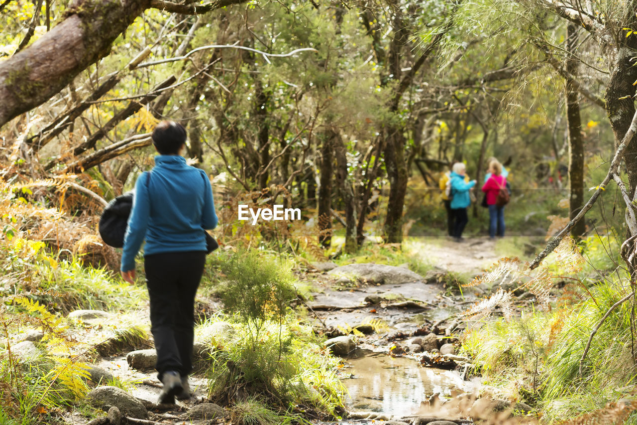 People hiking amidst trees in forest