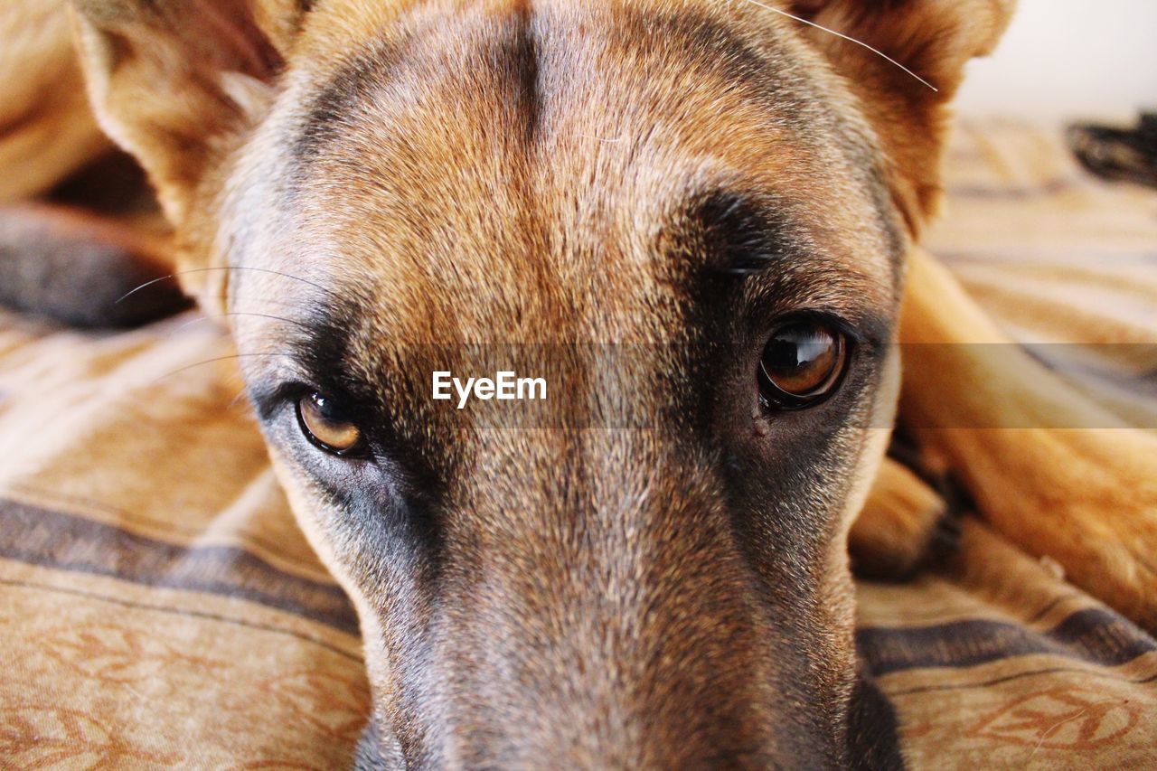 Close-up portrait of a dog