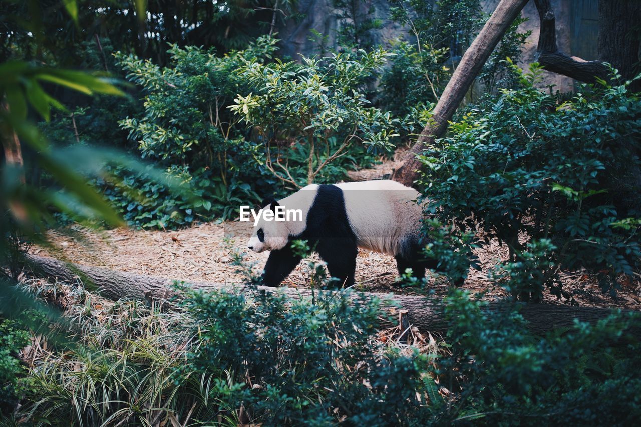 SIDE VIEW OF A HORSE STANDING ON LAND