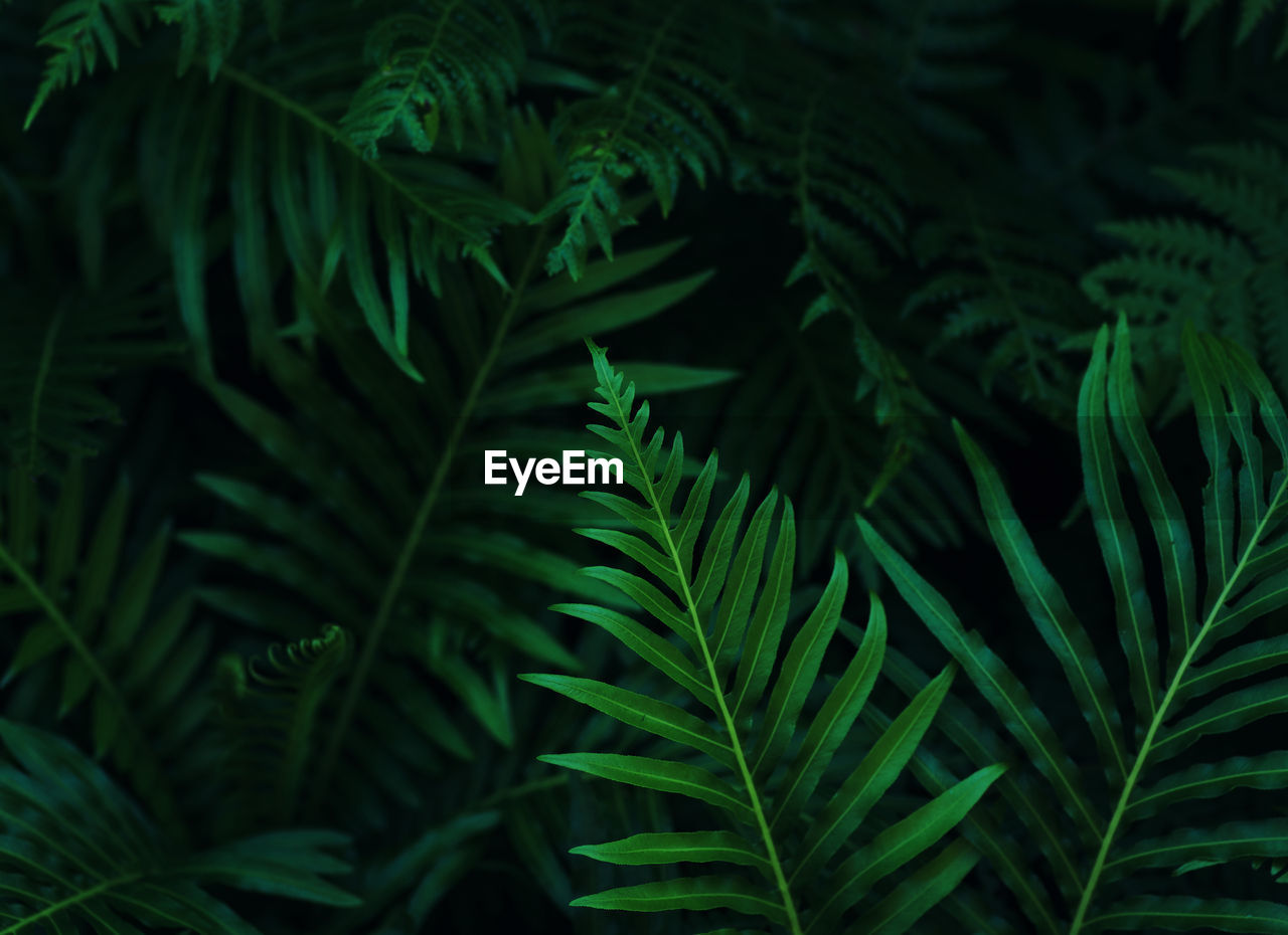 High angle view of palm tree leaves