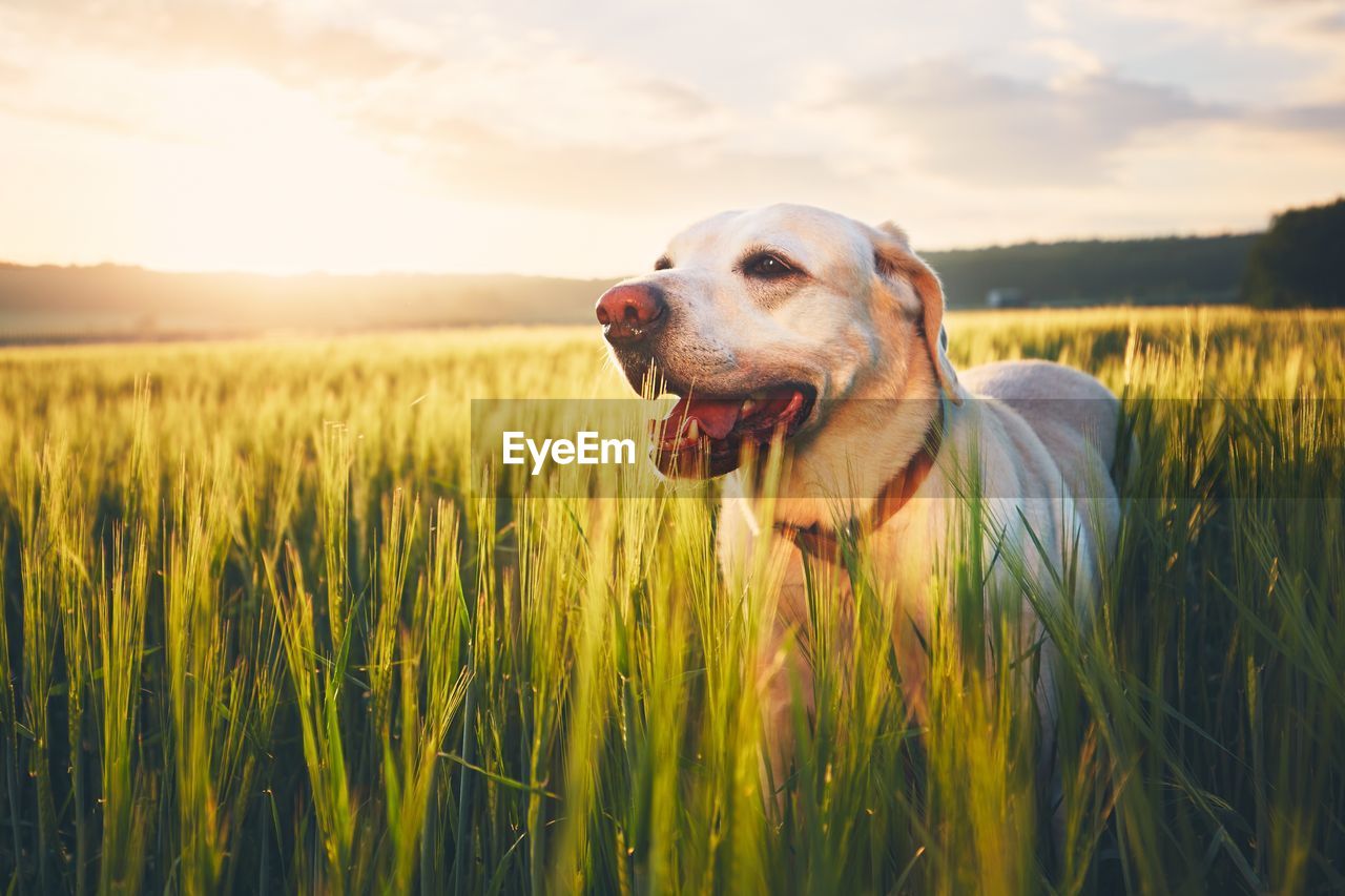 Close-up of dog on field against sky during sunset