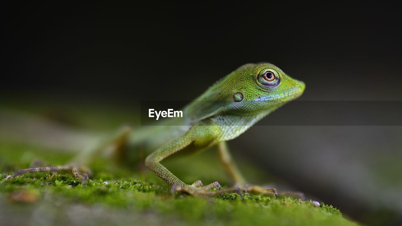 Close-up of chameleon