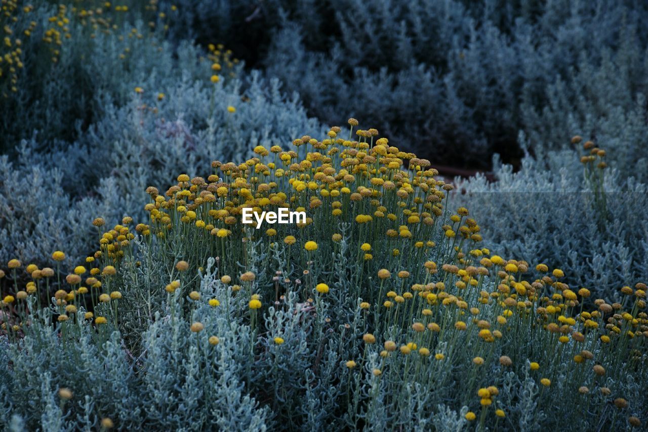 Yellow flowers 