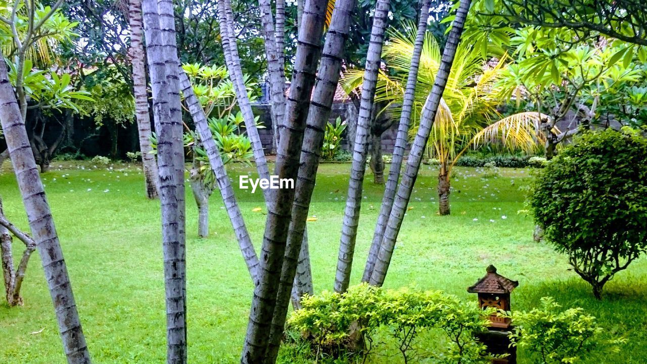 TREES AND PLANTS GROWING IN FOREST