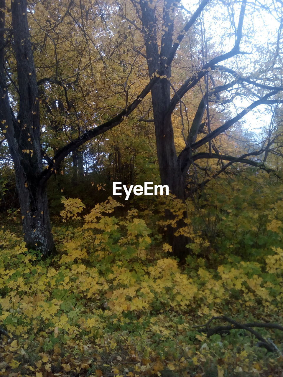 TREES GROWING IN FOREST