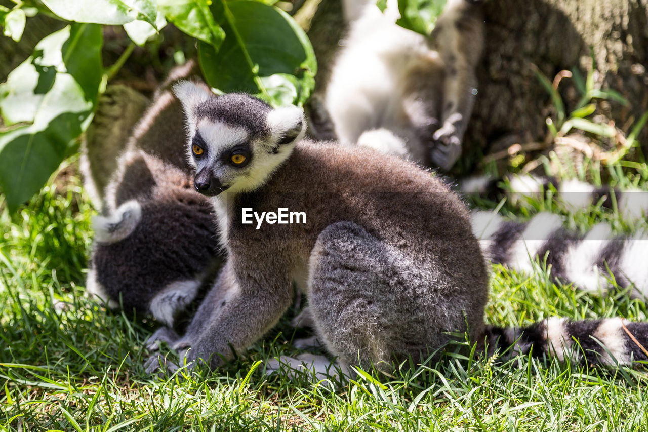 Ringtail lemur sitting on grassy field at zoo