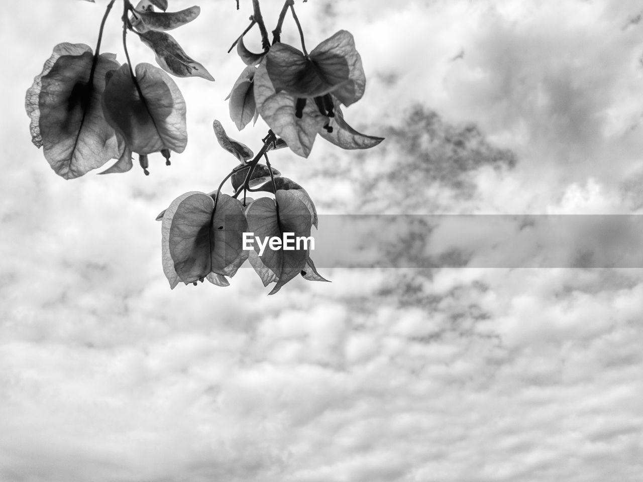 Low angle view of flowering plant against sky