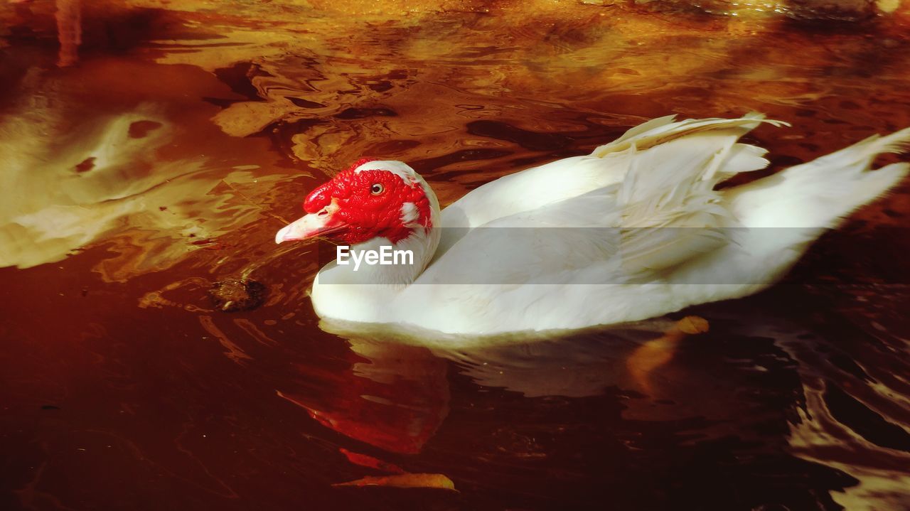 CLOSE-UP OF DUCKS IN WATER