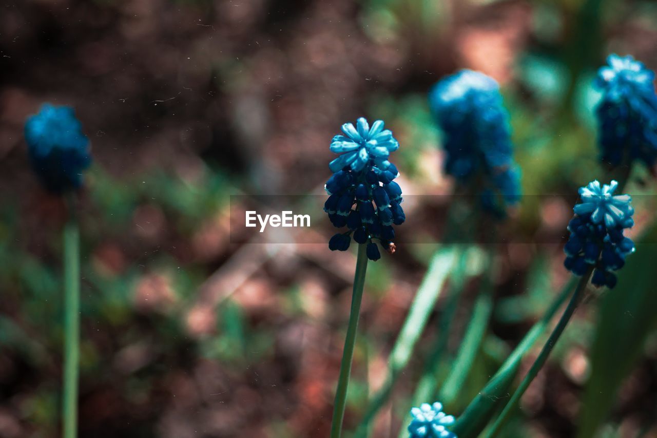 CLOSE-UP OF BLUE FLOWERING PLANTS