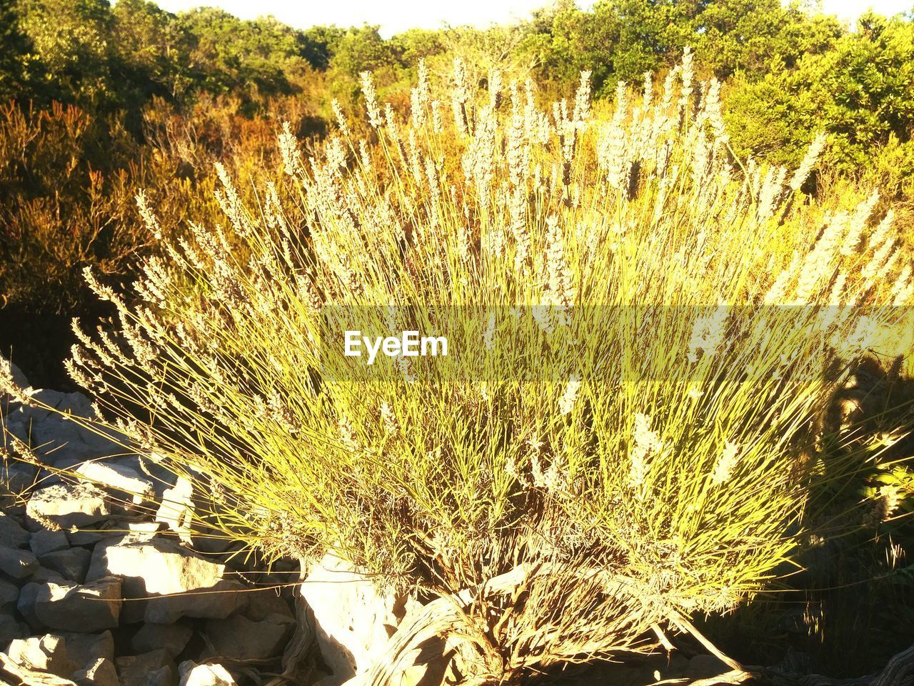 PLANT GROWING ON THE WALL