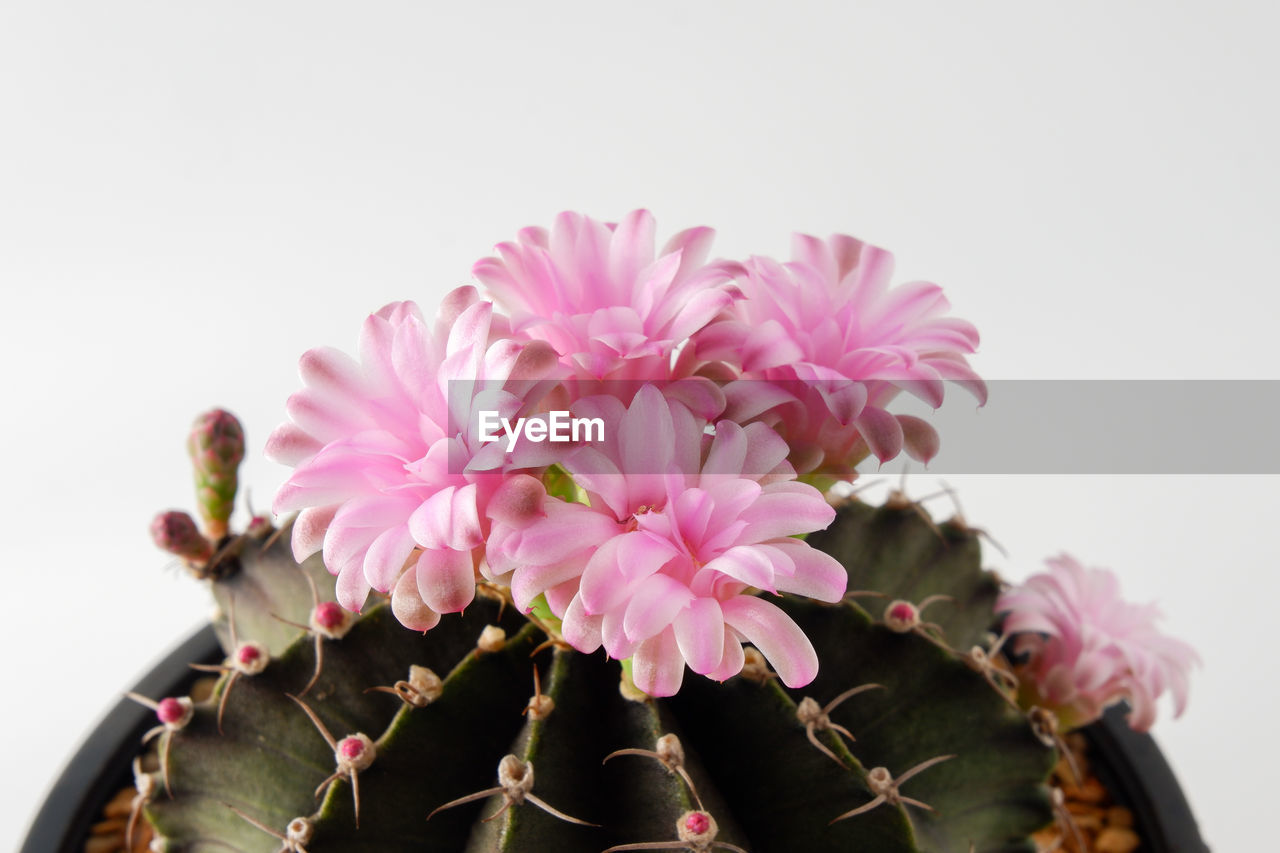 flower, plant, flowering plant, pink, beauty in nature, freshness, nature, fragility, flower head, close-up, growth, floristry, petal, cactus, inflorescence, no people, blossom, studio shot, indoors, houseplant, floral design, botany, springtime