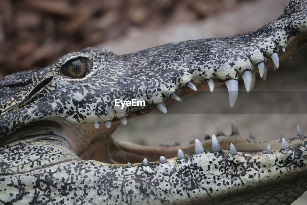 CLOSE-UP OF A LIZARD ON THE GROUND