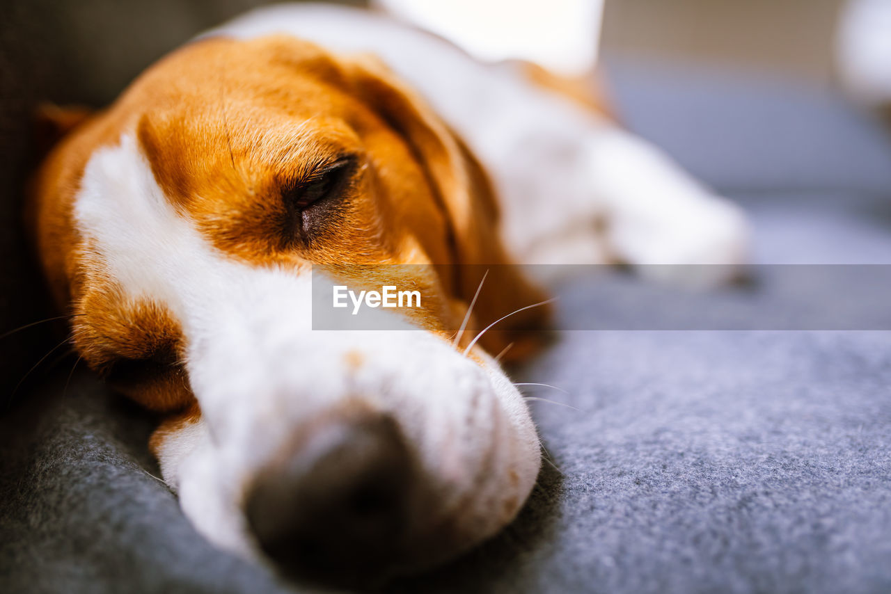 Close-up of a dog sleeping