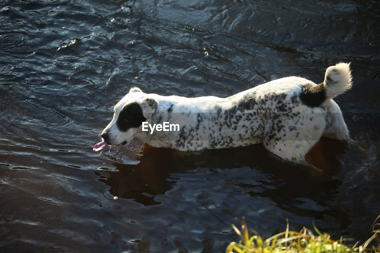 HIGH ANGLE VIEW OF A DOG IN WATER
