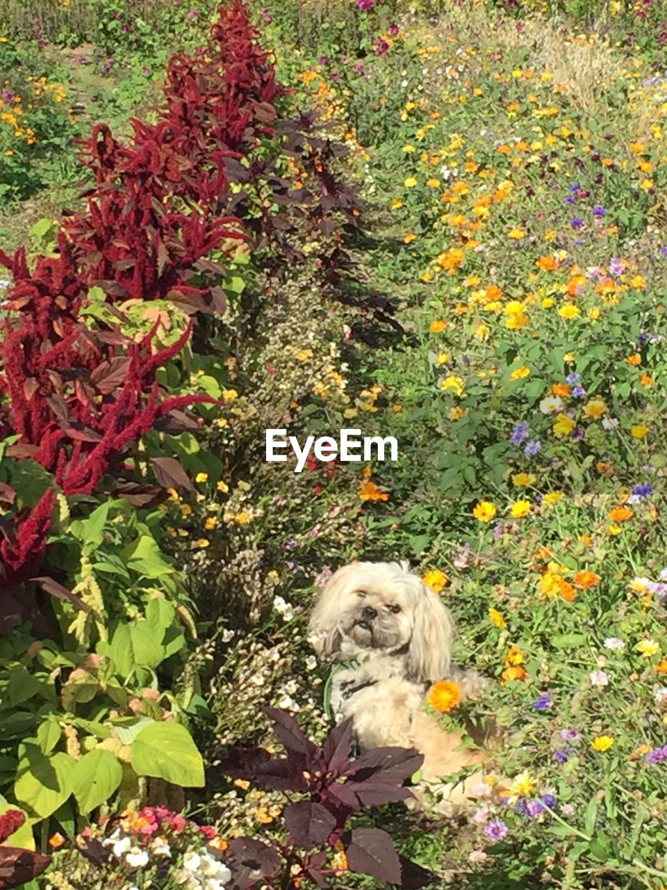 HIGH ANGLE VIEW OF DOG ON FLOWERS BLOOMING ON FIELD