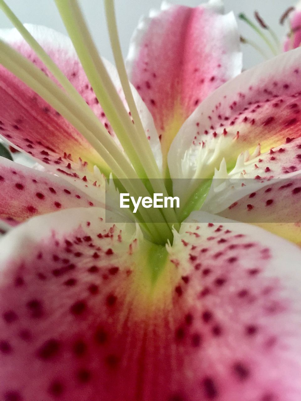 Close-up of fresh pink flower