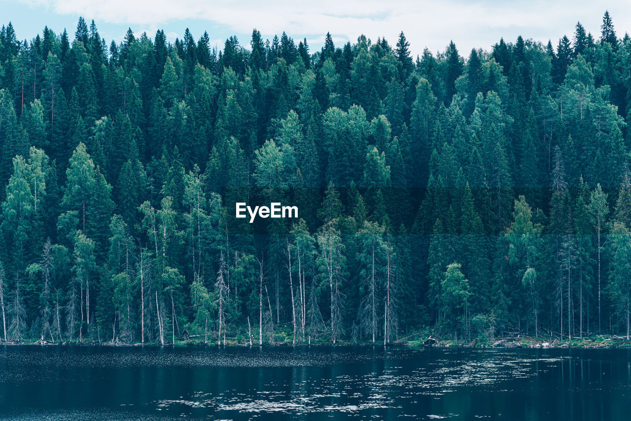 VIEW OF PINE TREES IN LAKE