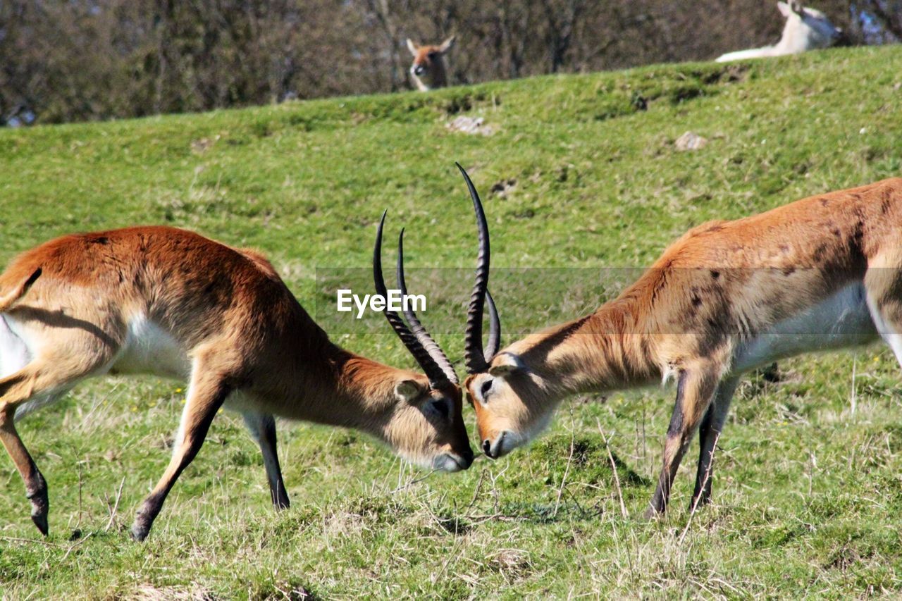 Antelopes fighting on field