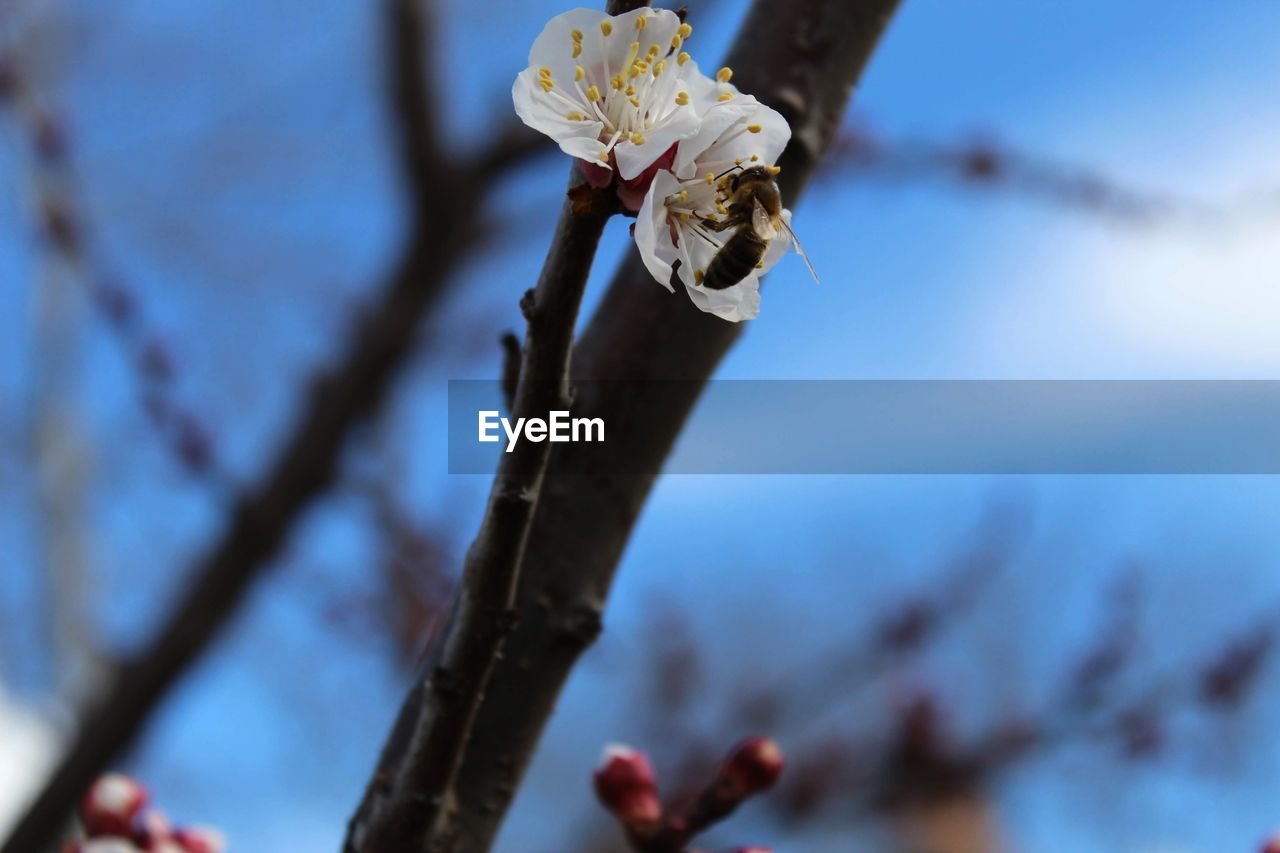 CLOSE-UP OF CHERRY BLOSSOM ON BRANCH