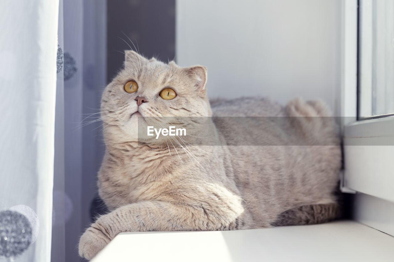 Cute scottish fold cat at home, chilling under the morning sun