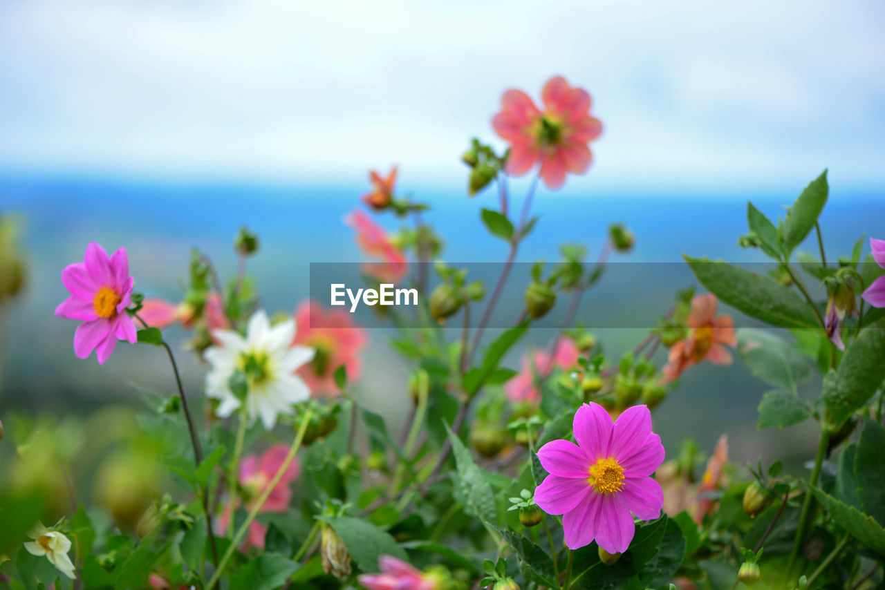 Close-up of pink flowering plants on field