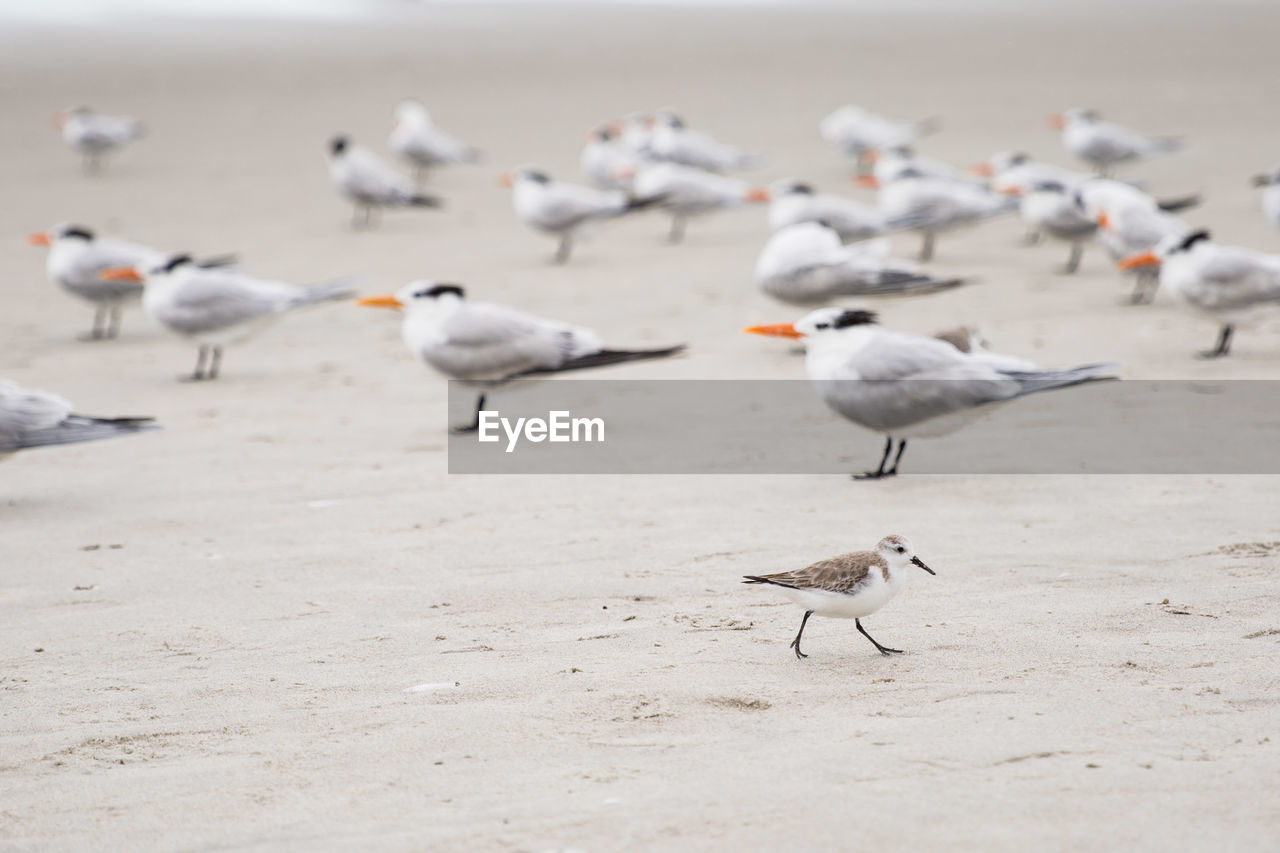 Seagulls on beach