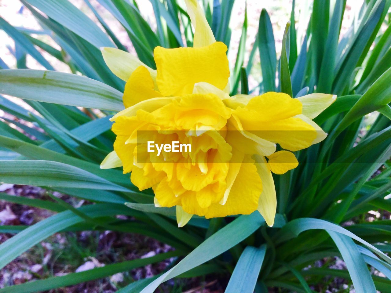 CLOSE-UP OF YELLOW FLOWER