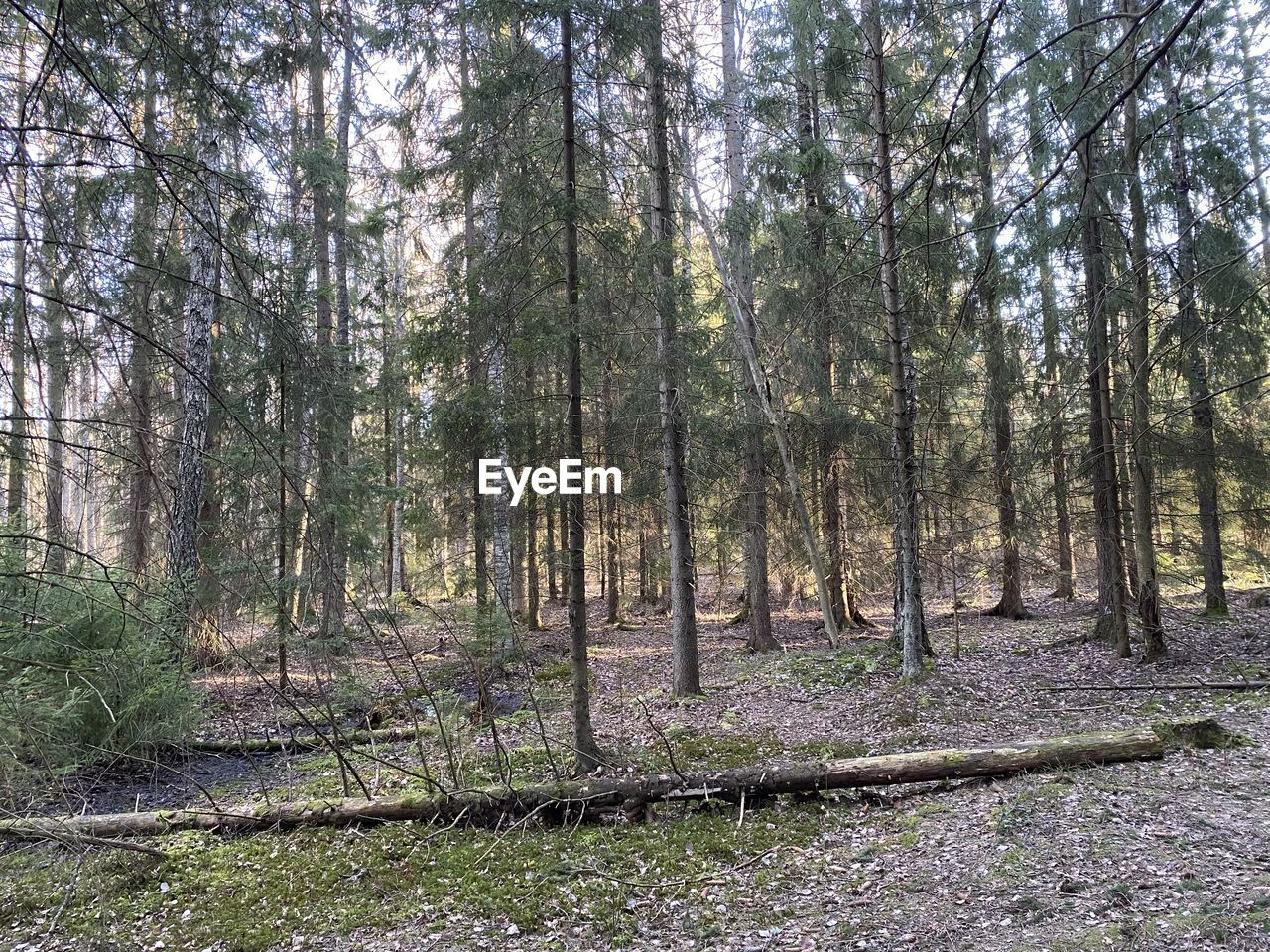 TREES GROWING IN FOREST