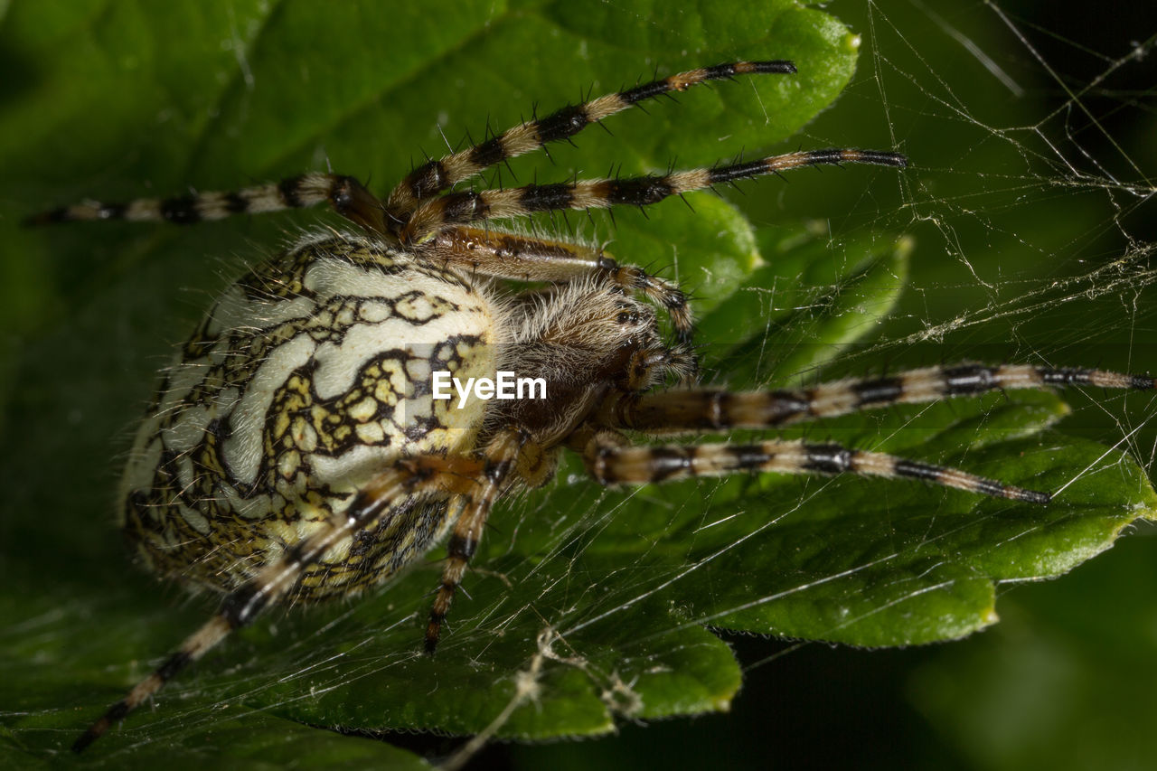 CLOSE-UP OF SPIDER ON WEB