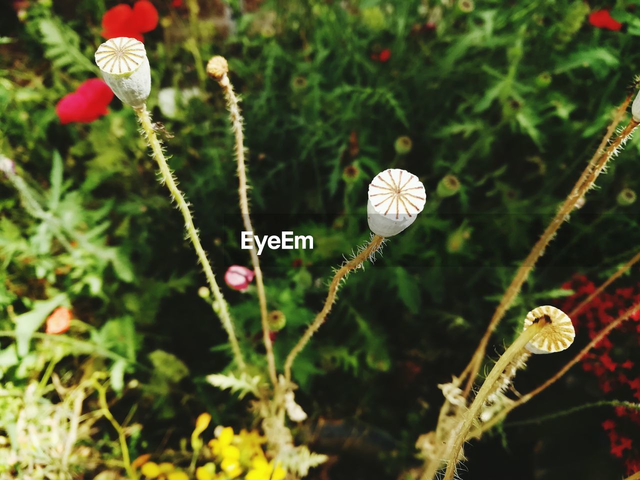 CLOSE-UP OF INSECT ON PLANTS