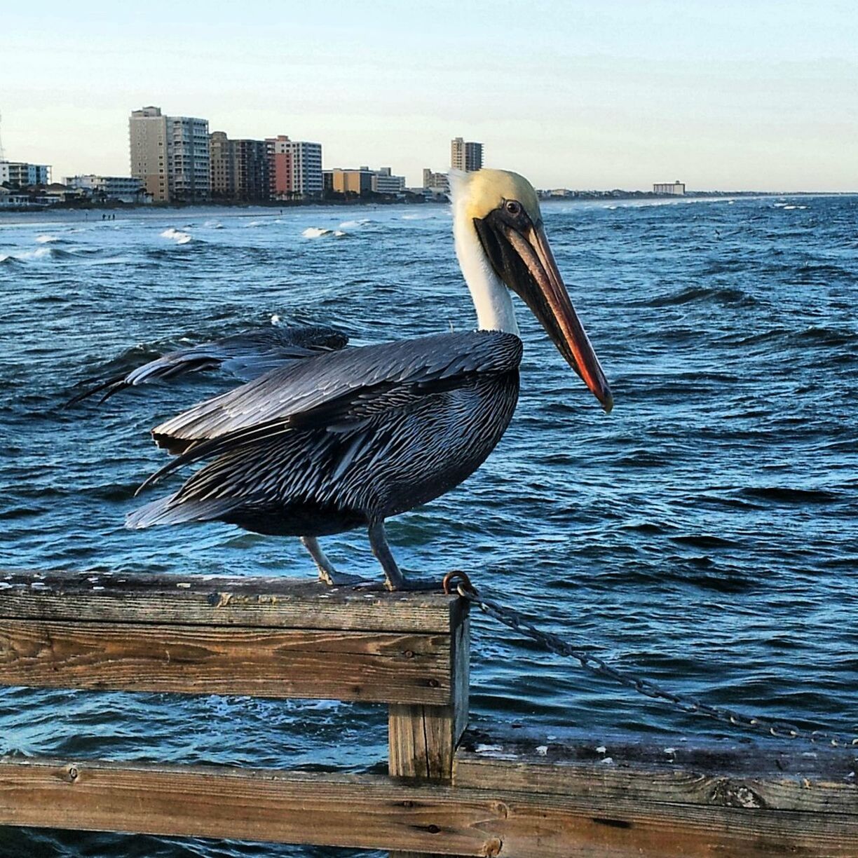Pelican perching on fence by sea