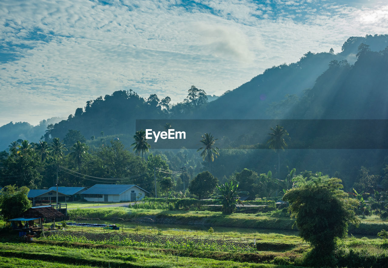 Scenic view of agricultural field against sky