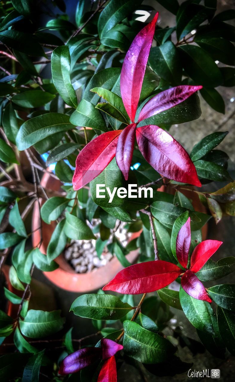 CLOSE-UP OF FRESH RED FLOWERS