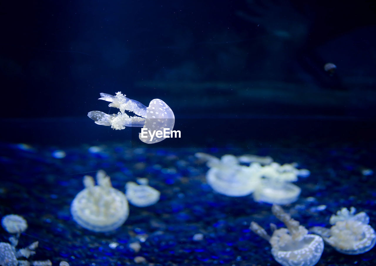 Close-up of jellyfish swimming in sea