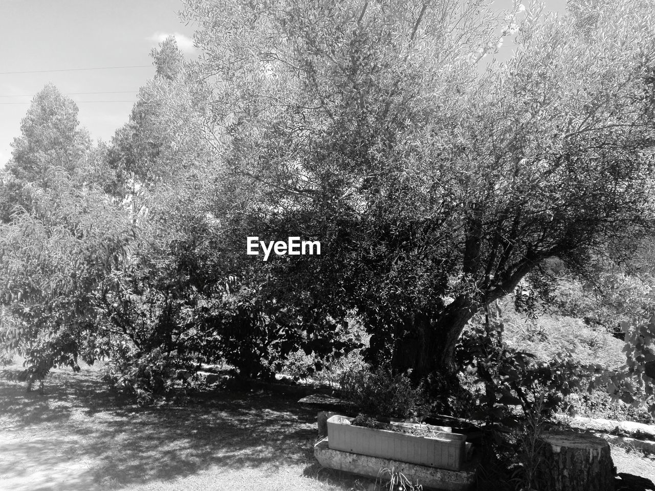 VIEW OF TREE AGAINST SKY