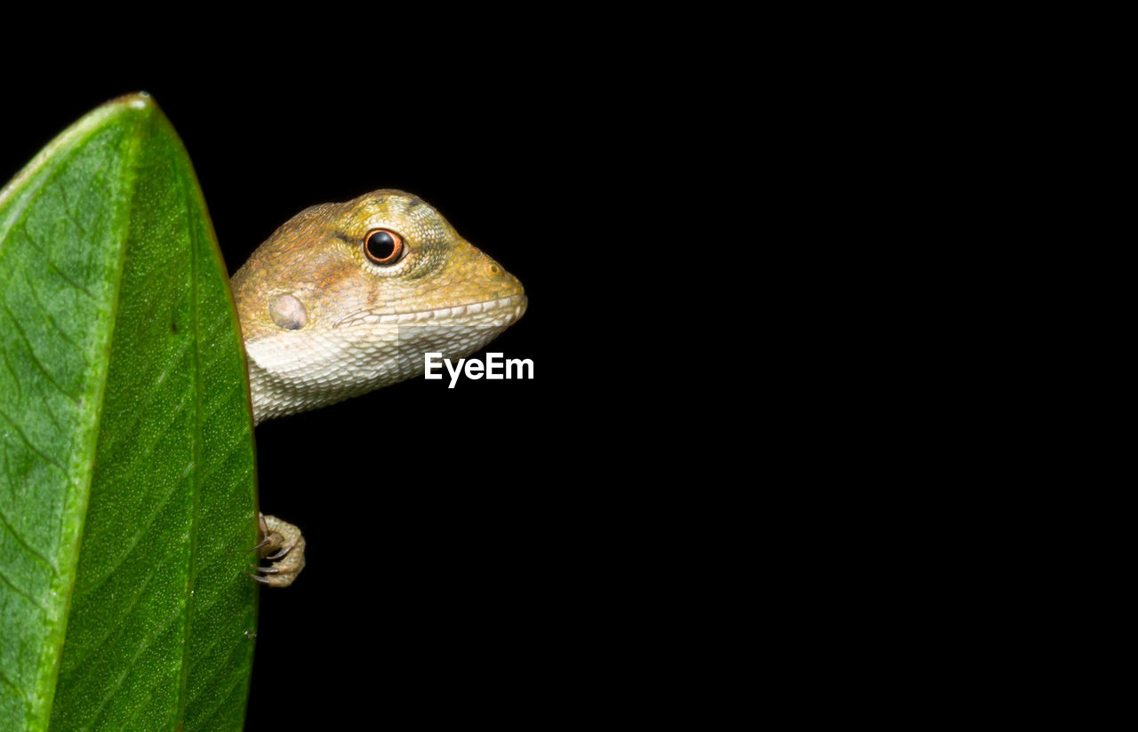 CLOSE-UP OF SNAKE AGAINST BLACK BACKGROUND