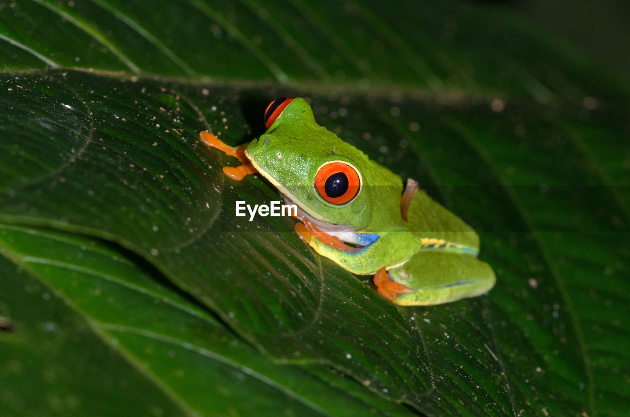 Red-eyed tree frog  - agalychnis callidryas in rainforest