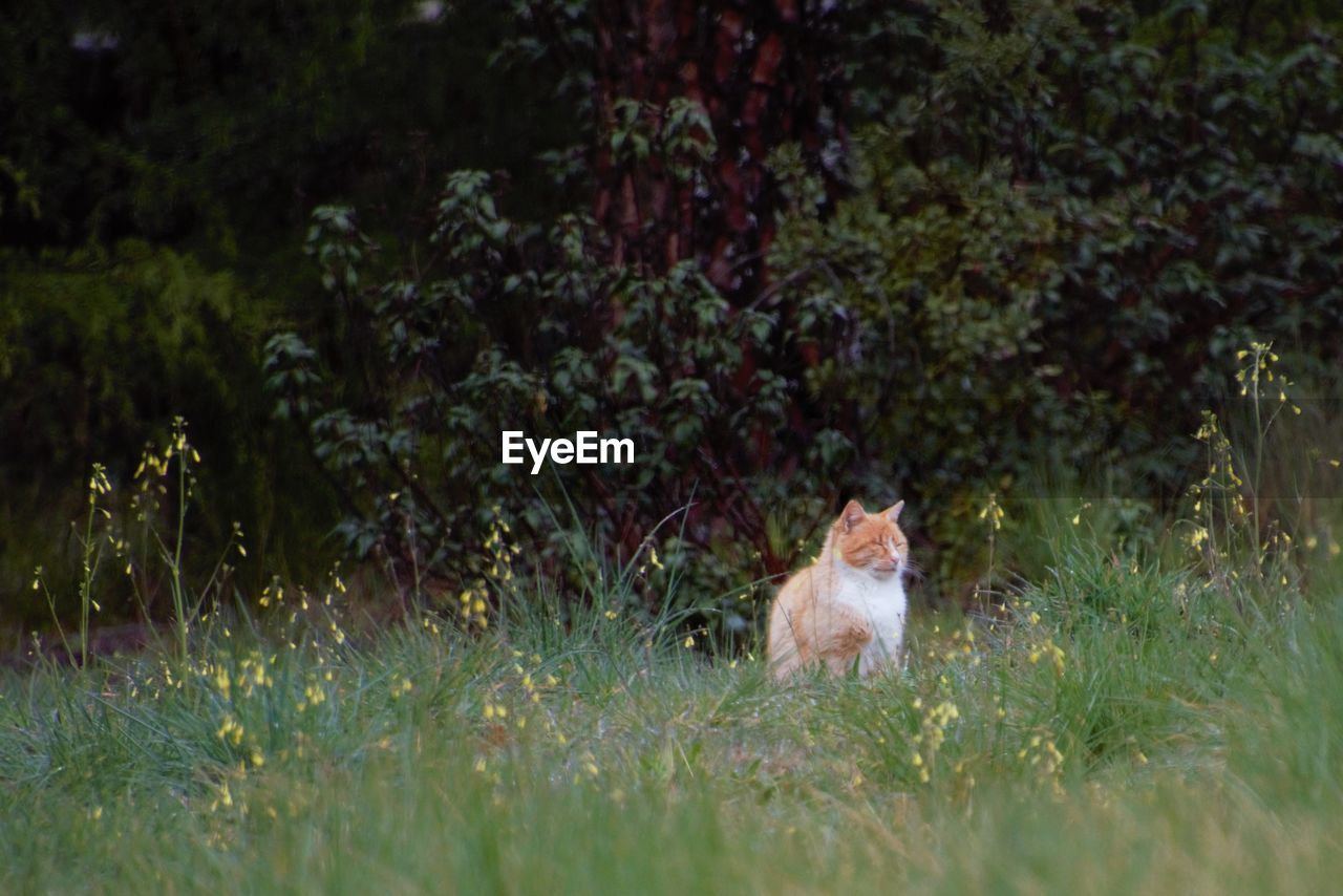 CAT SITTING ON GRASS