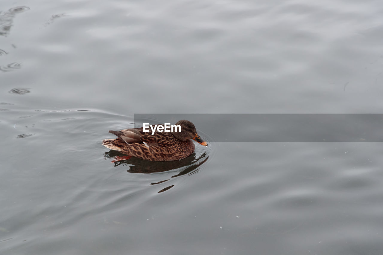 HIGH ANGLE VIEW OF A DUCK SWIMMING IN LAKE