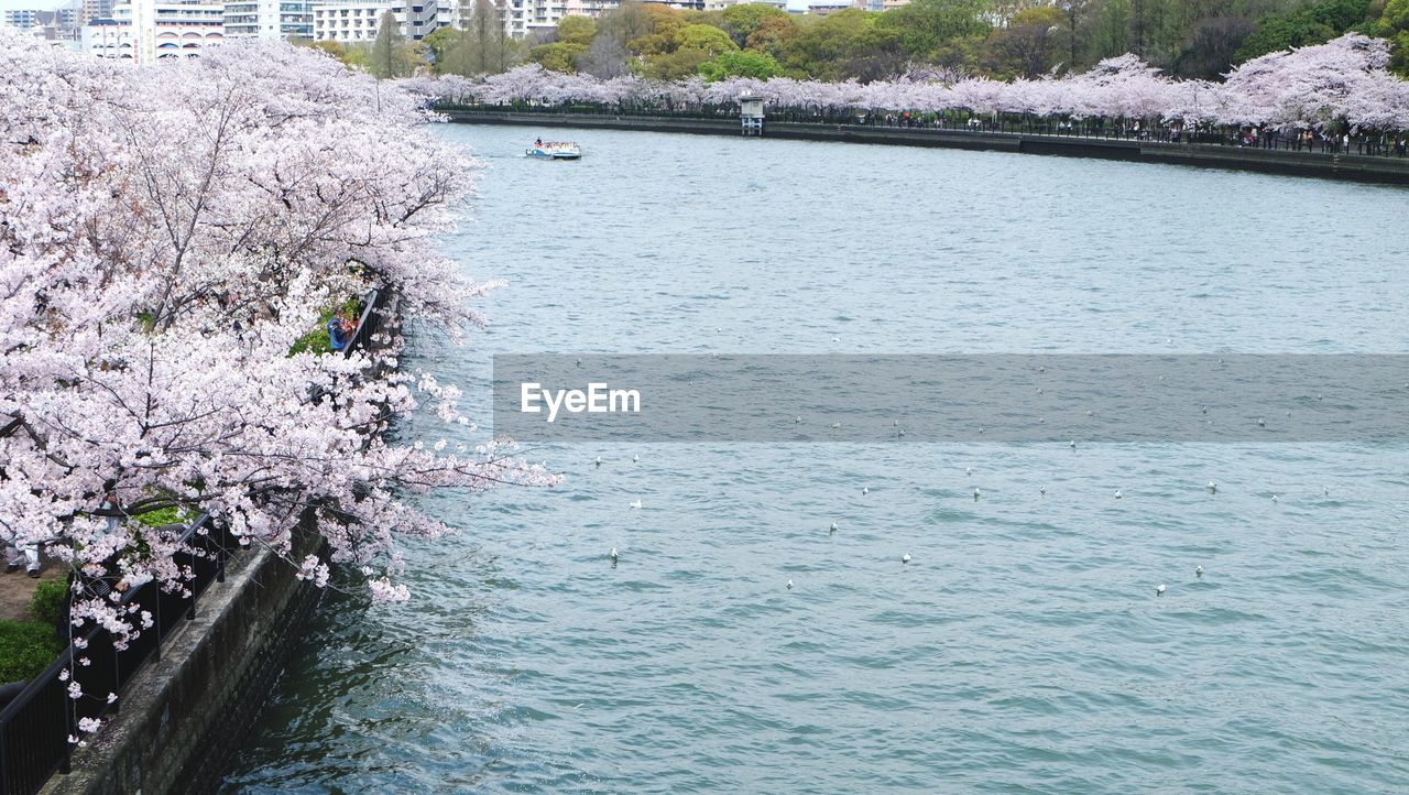 SCENIC VIEW OF RIVER AGAINST TREES