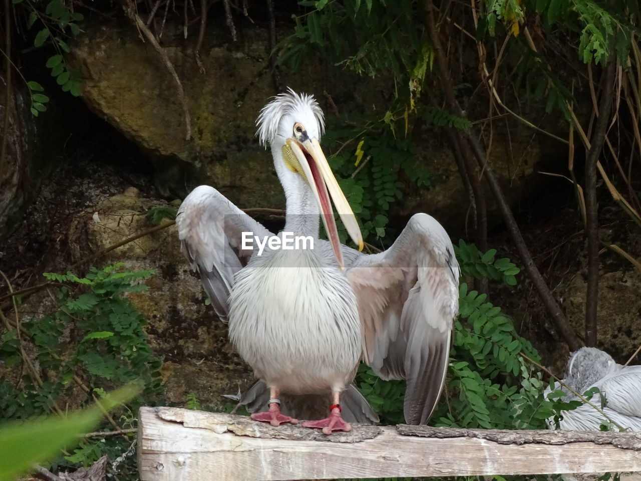 CLOSE-UP OF BIRDS PERCHING ON PLANT