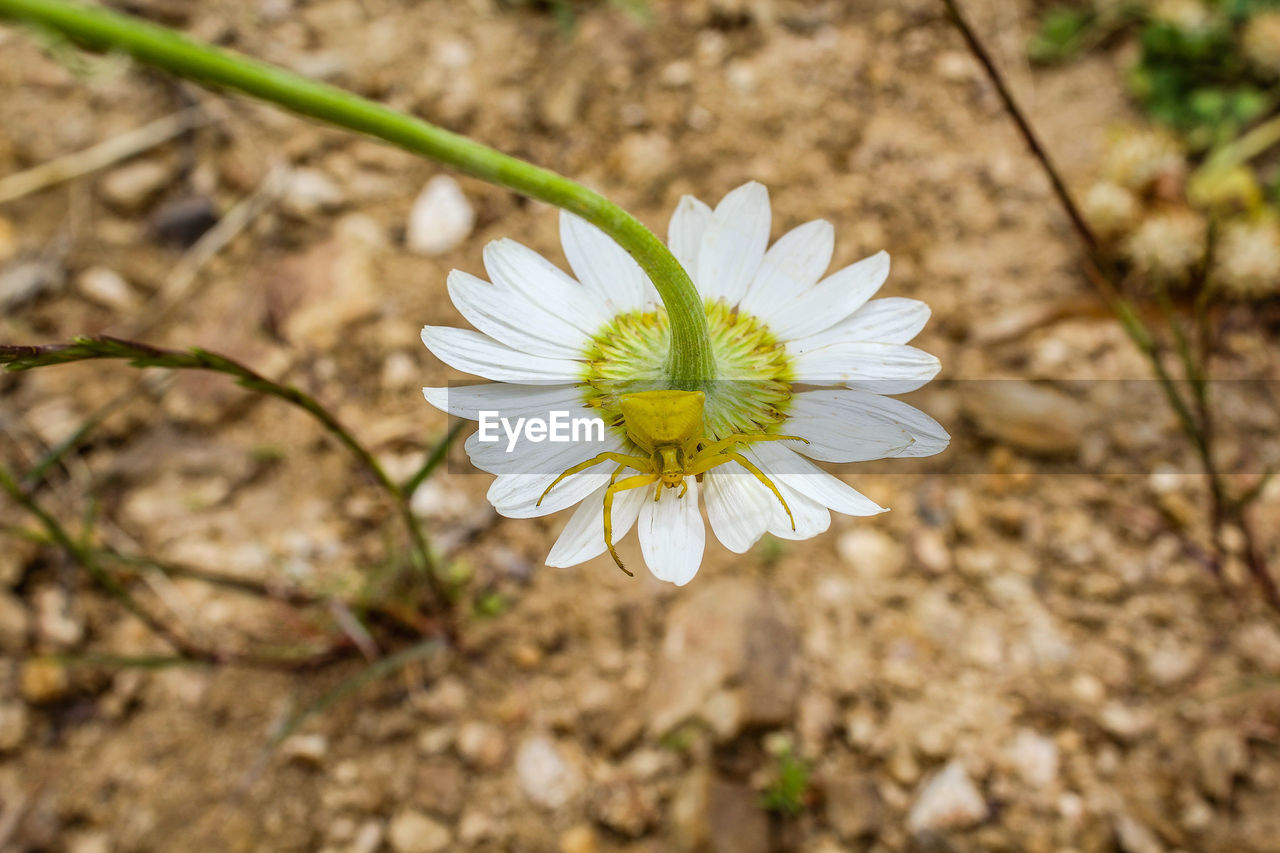 CLOSE-UP OF FLOWER BLOOMING OUTDOORS