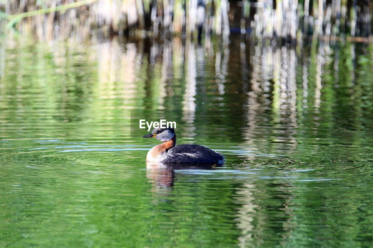 Close- up of grebe  swimming  in a small lake. morning light. vestamager copenhagen.