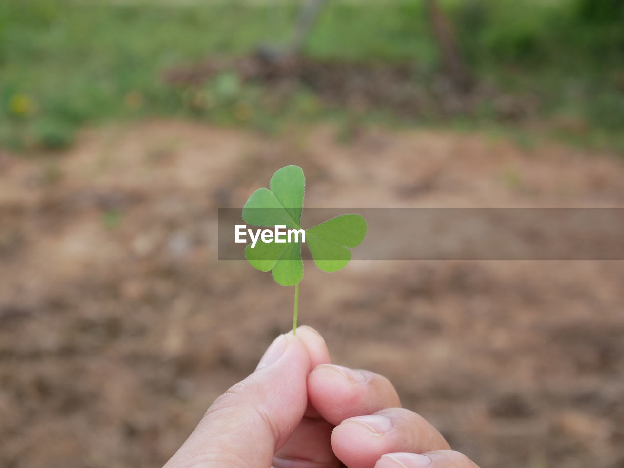 Close-up of hand holding clover on land