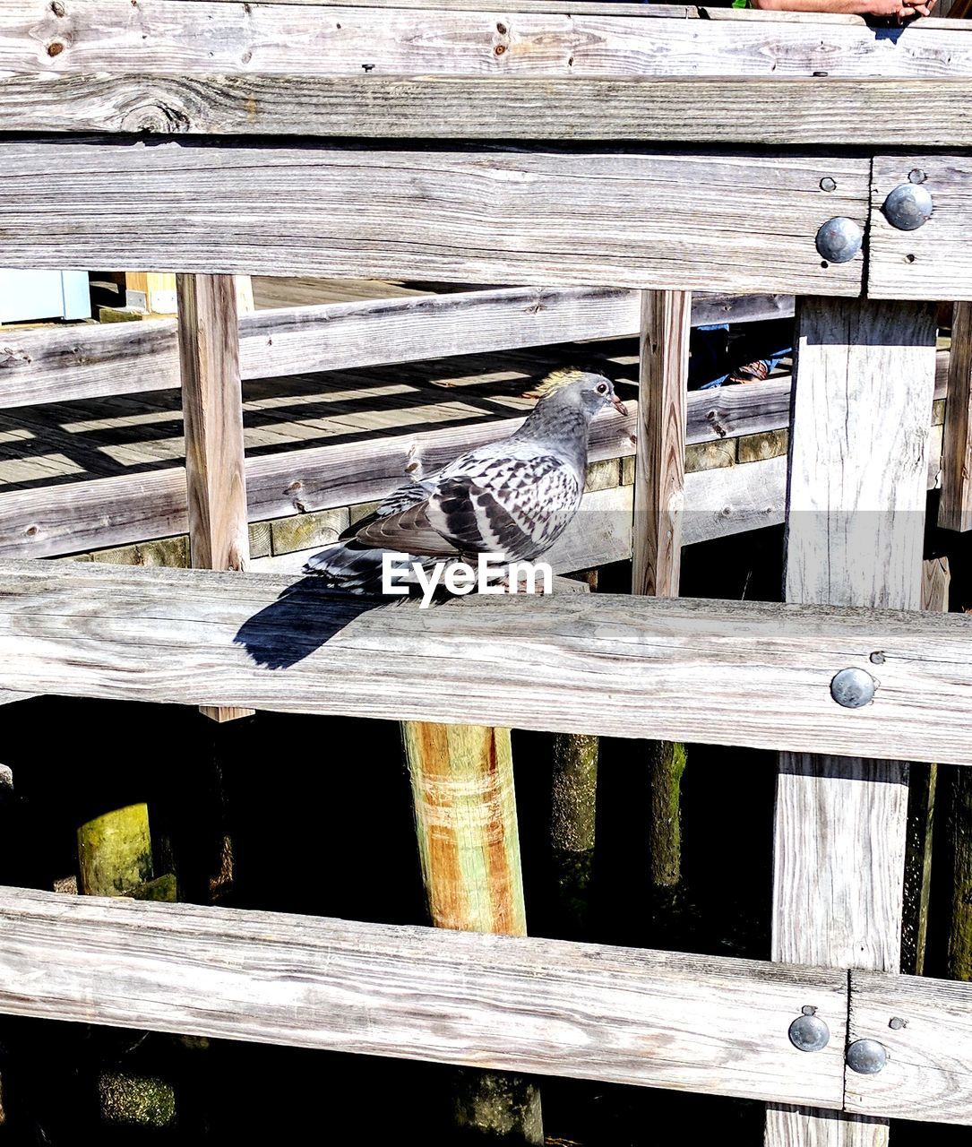 CLOSE-UP OF BIRD PERCHING ON WOOD OUTDOORS