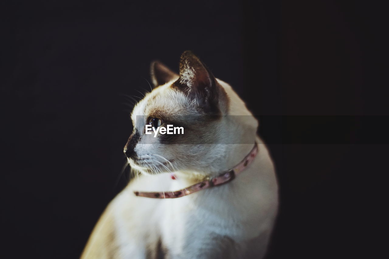 CLOSE-UP OF CAT LOOKING AWAY OVER BLACK BACKGROUND